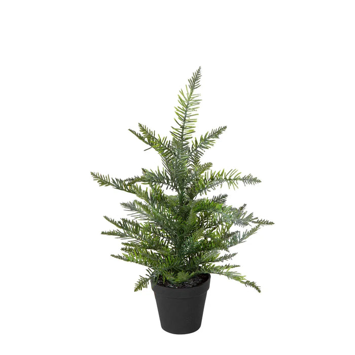 Heaton Forest Potted Pine Tree Small 49cm Pack of 3