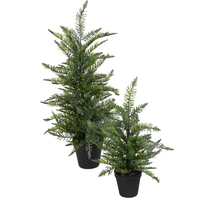 Heaton Forest Potted Pine Tree Small 49cm Pack of 3