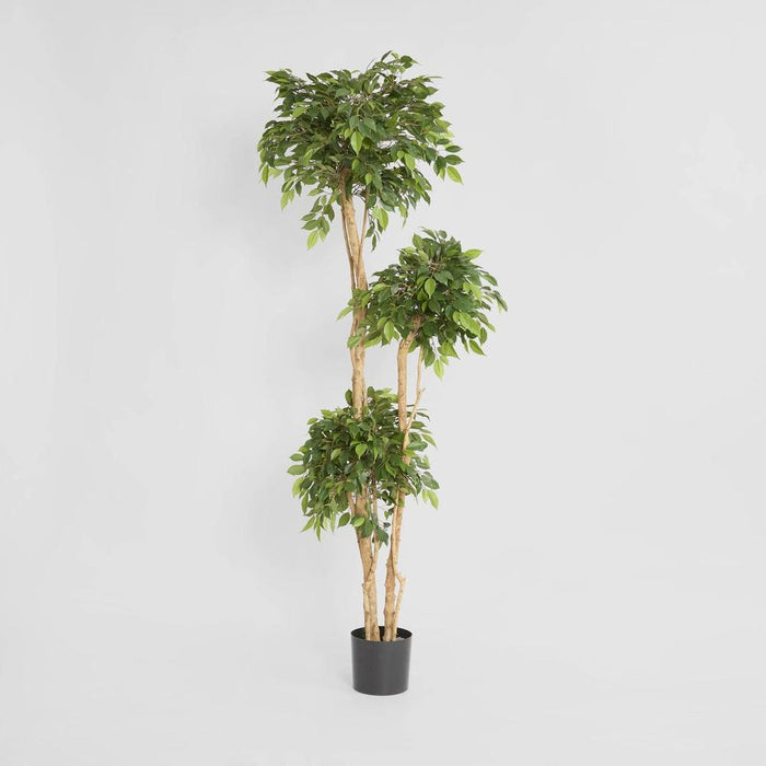 Ficus Tree 180cm