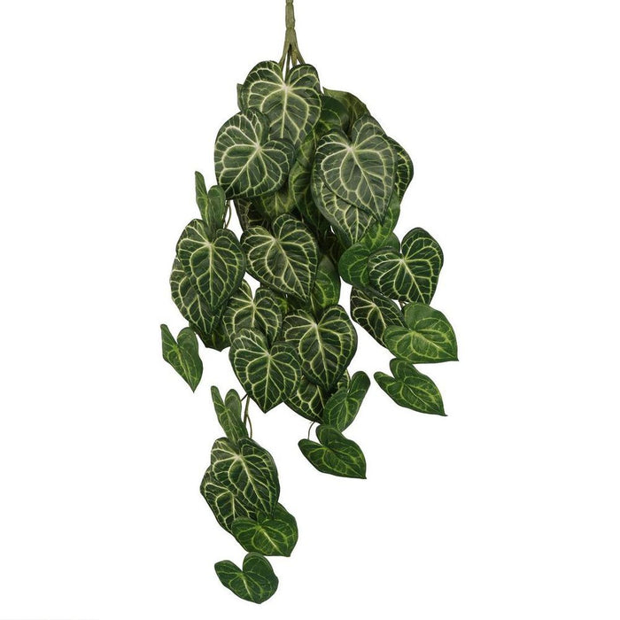 Syngonium Bush 7 Branches 80cm Set of 6