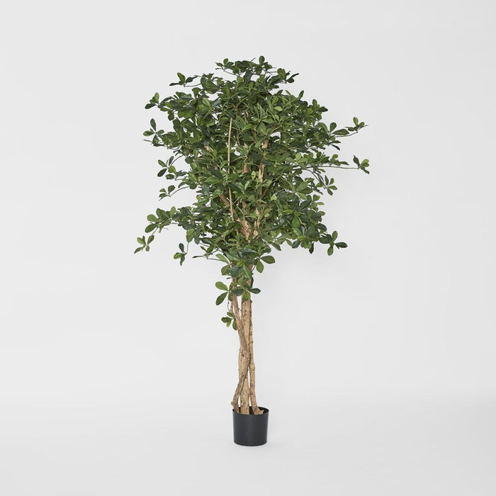 Oriental Olive Tree 155cm
