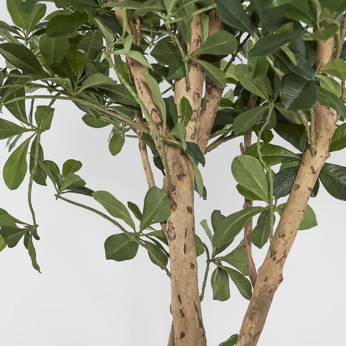 Oriental Olive Tree 155cm