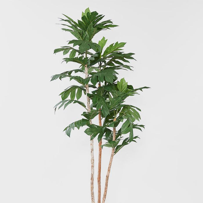 Artocarpus Tree 155cm