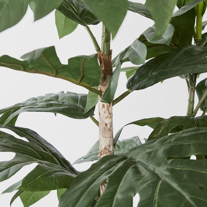 Artocarpus Tree 155cm