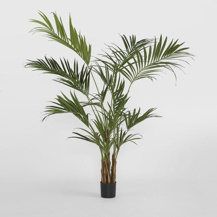 Kentia Palm Tree 210cm