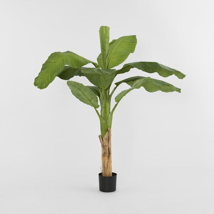 Royal Banana Tree 120cm and 180cm