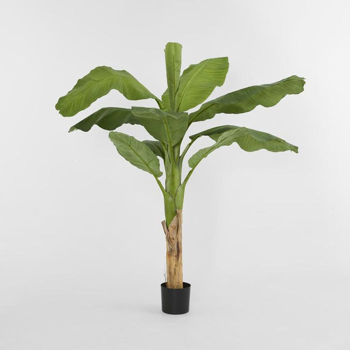 Royal Banana Tree 120cm and 180cm