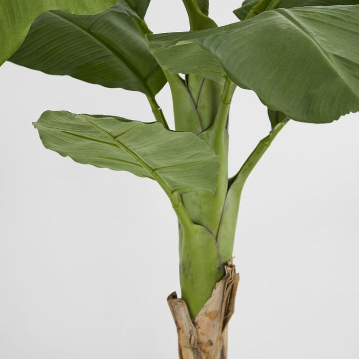 Royal Banana Tree 120cm and 180cm