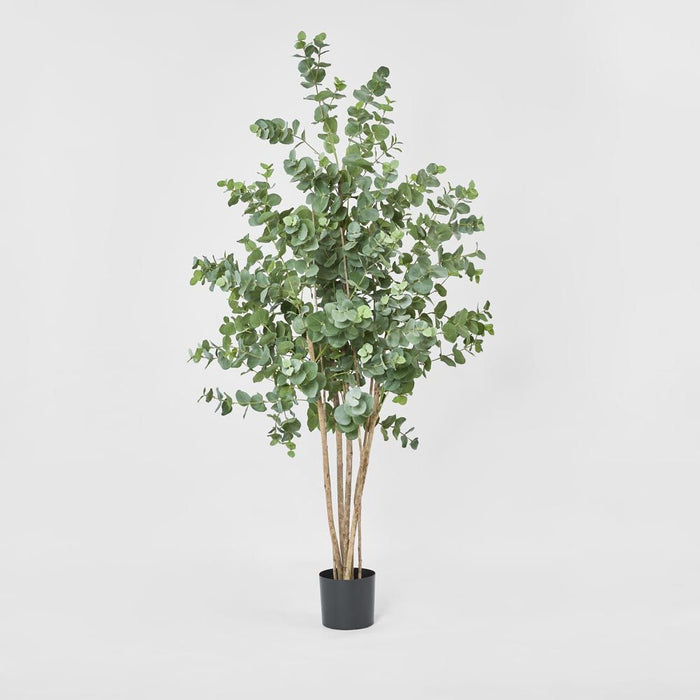 Eucalyptus Tree Green 150cm