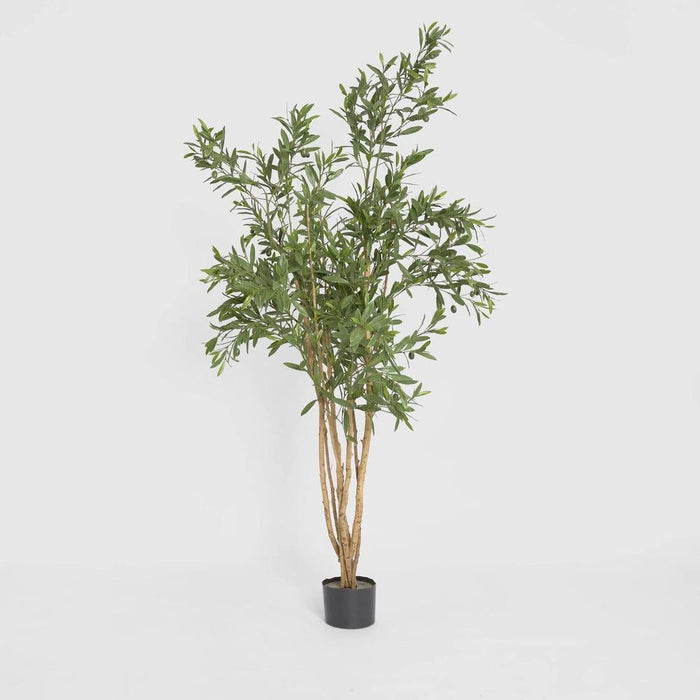 Olive Tree 120cm