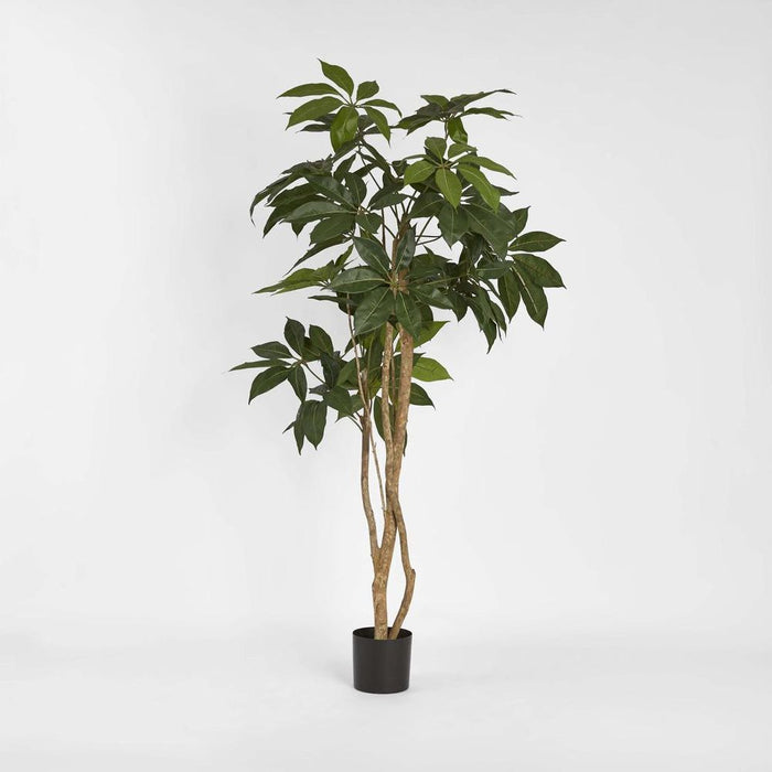 Umbrella Tree 150cm