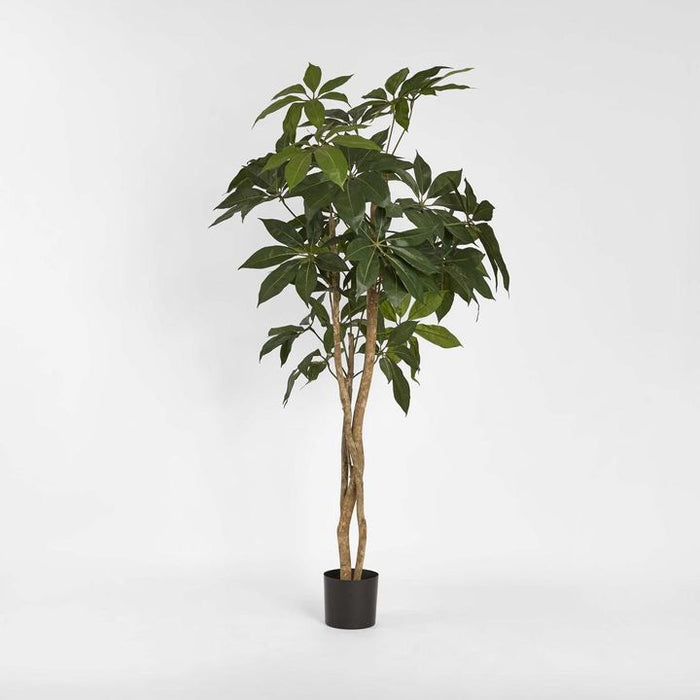 Umbrella Tree 150cm