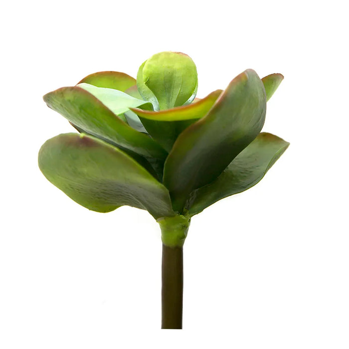 Flapjack Succulent Green 30cm Pack of 8