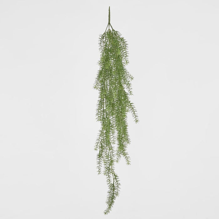Asparagus Hanging Bush 105cm Pack of 6