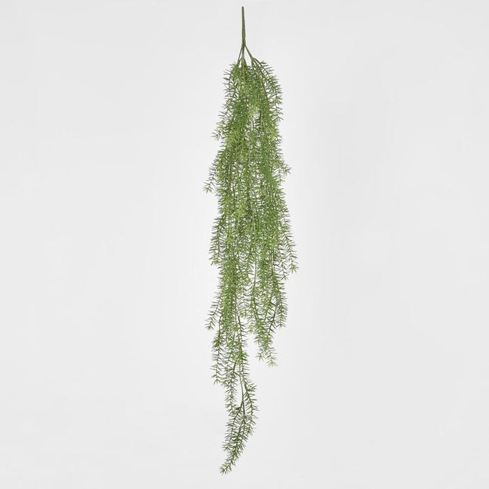 Asparagus Hanging Bush 105cm Pack of 6