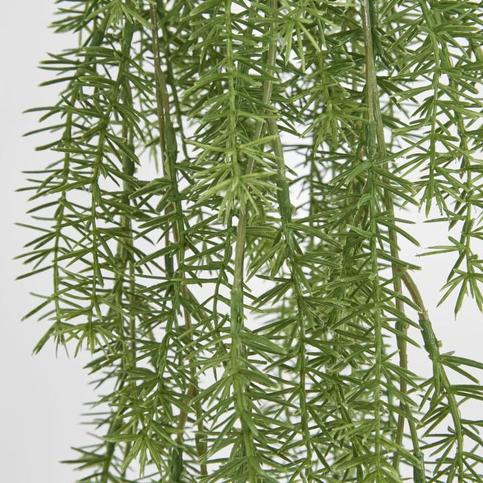Asparagus Hanging Bush 105cm Pack of 6