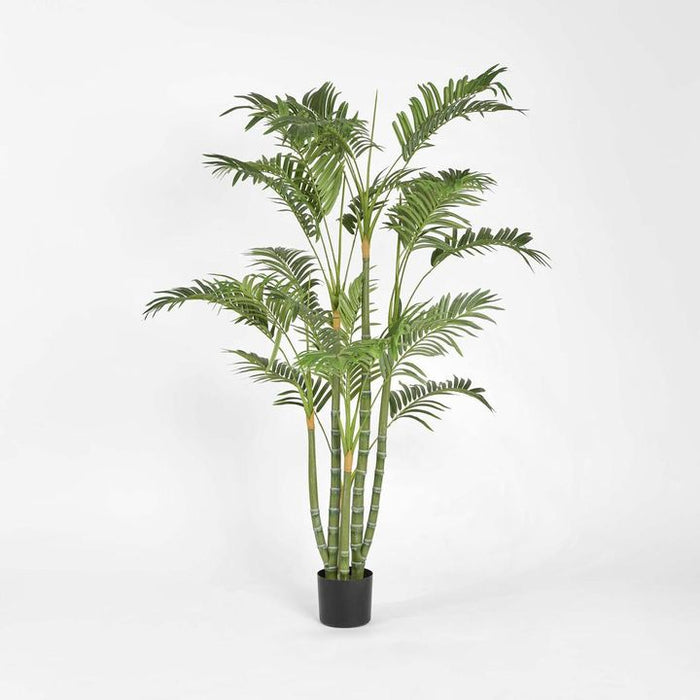 Areca Palm Tree Multi Trunk 150cm