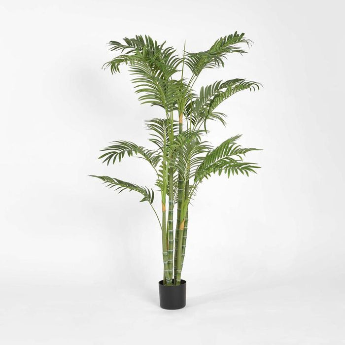 Areca Palm Tree Multi Trunk 150cm