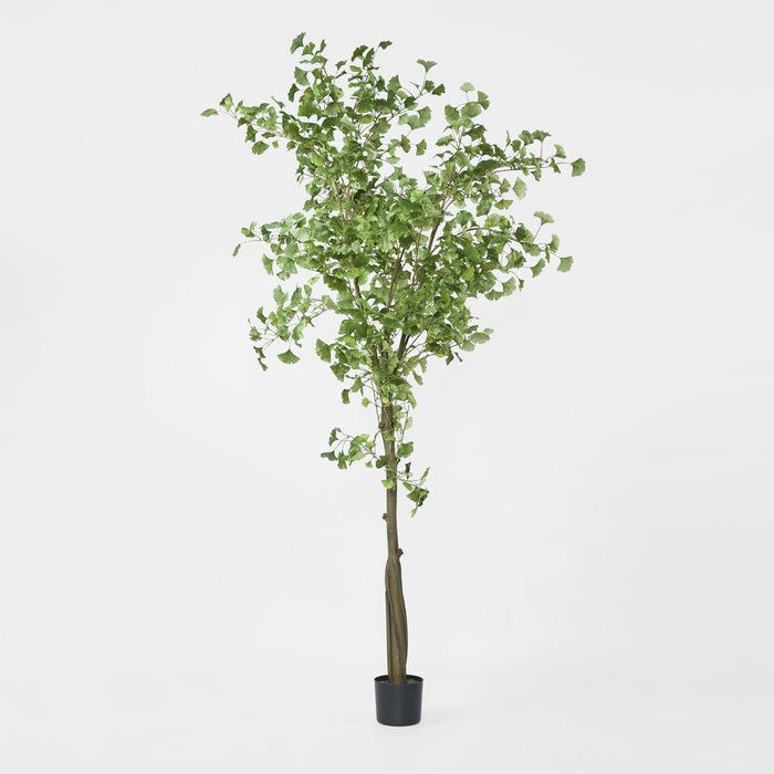 Ginkgo Tree Potted 240cm
