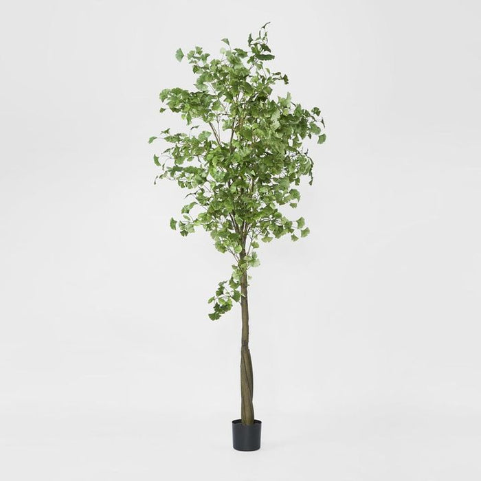 Ginkgo Tree Potted 240cm