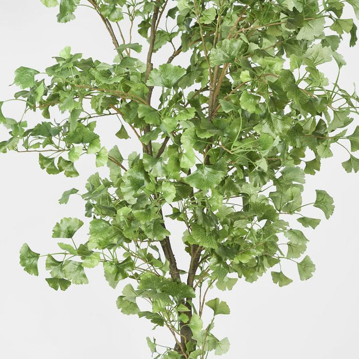 Ginkgo Tree Potted 240cm