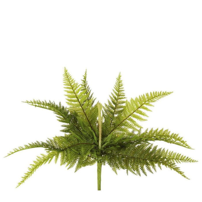 Boston Fern Bush 40cm Pack of 12