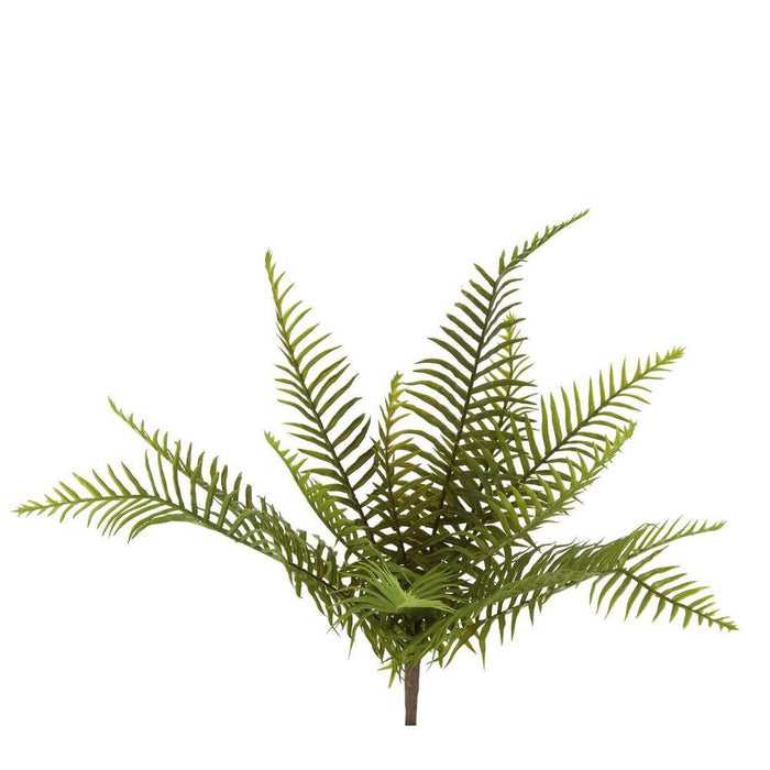 Boston Fern Bush 45cm Pack of 12