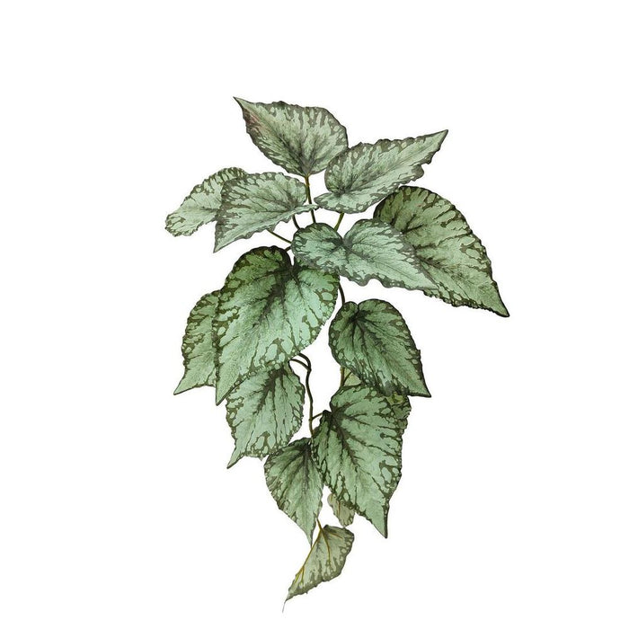 Hanging Caladium Bush Green 65cm Pack of 6