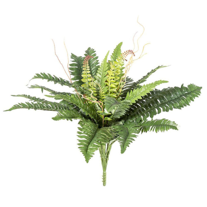 Boston Fern Bush 61cm Pack of 6