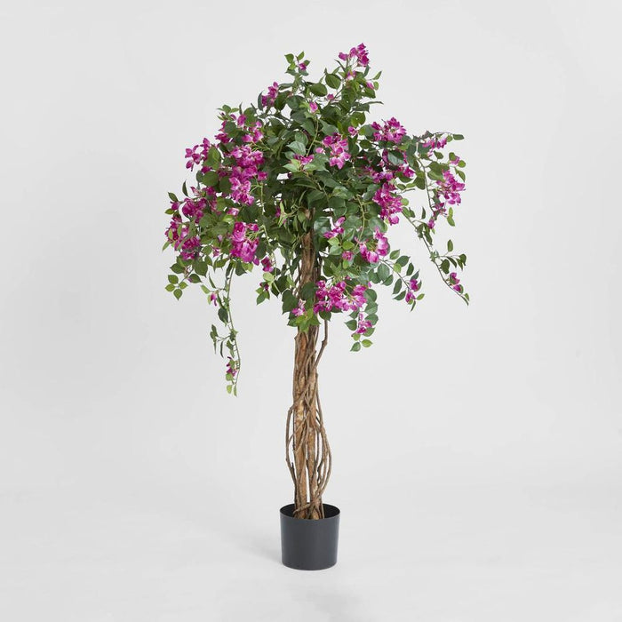 Bougainvillea Tree 160cm