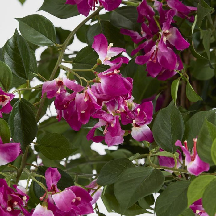 Bougainvillea Tree 160cm