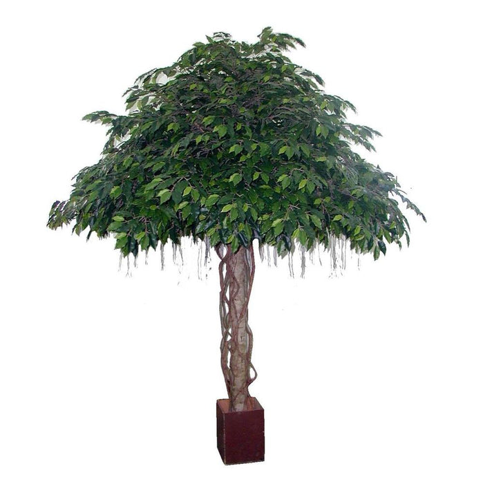Fat Ficus Umbrella Giant 305cm