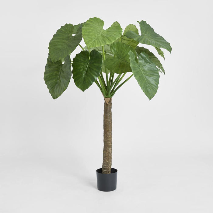 Alocasia Calidora Tree 135cm
