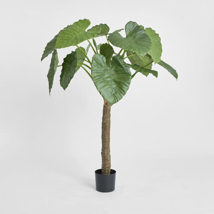 Alocasia Calidora Tree 135cm