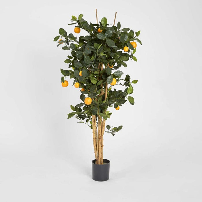 Golden Orange Tree 115cm