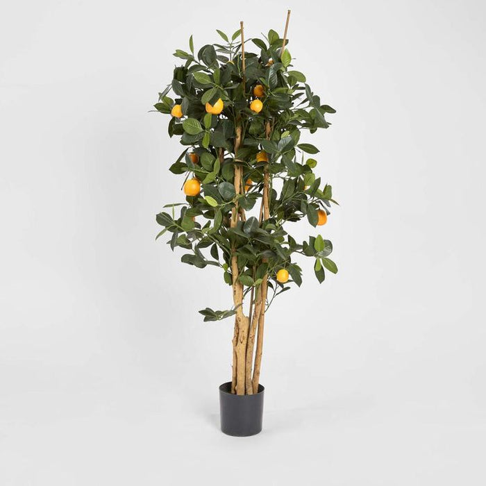 Golden Orange Tree 115cm