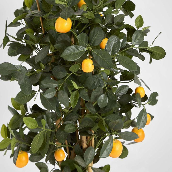 Golden Orange Tree 115cm
