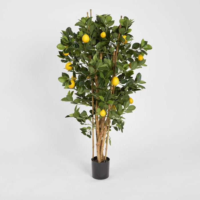 Lemon Tree 115cm