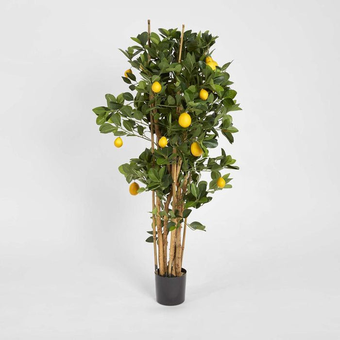 Lemon Tree 115cm