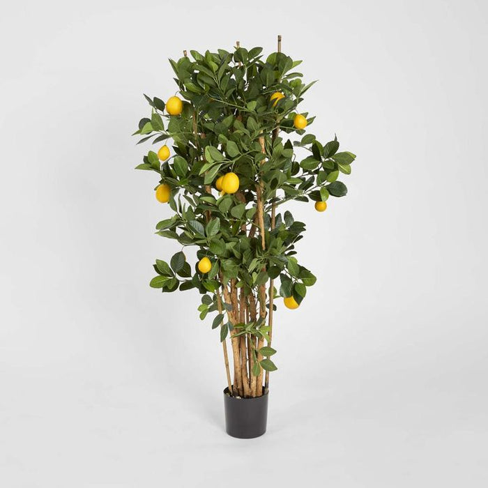 Lemon Tree 115cm