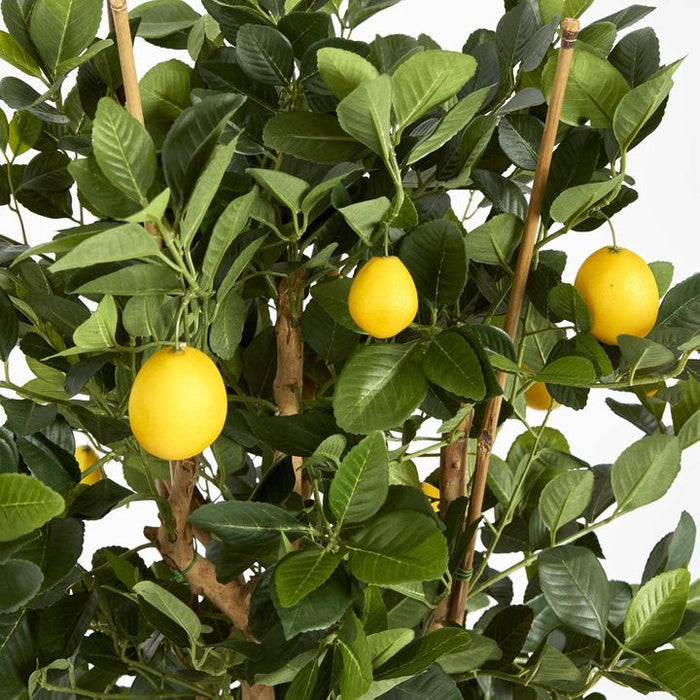 Lemon Tree 115cm