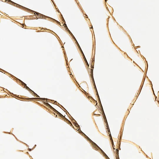 Twig Curly Willow Spray Sand 144cm - Pack of 12