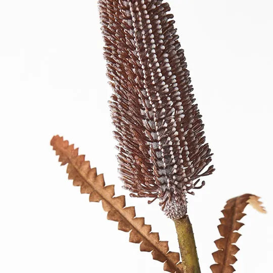 Banksia Pencil Coffee 64cm - Pack of 12