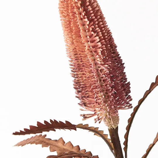 Banksia Pencil Dusty Pink 64cm - Pack of 12