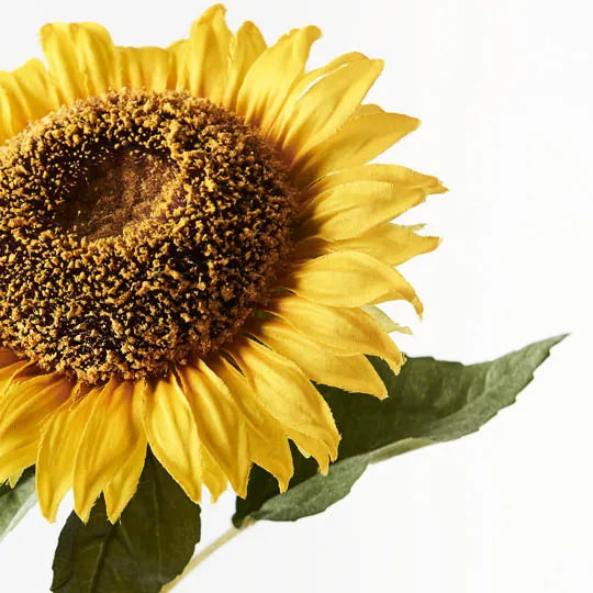 Sunflower Yellow 60cm - Pack of 12