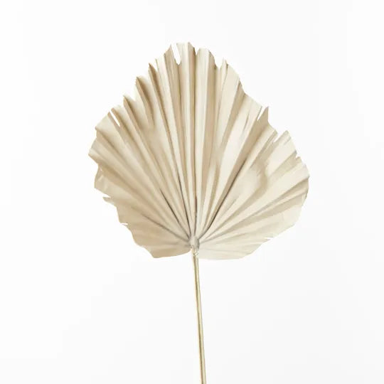 Palm Fan Natural 56cm - Pack of 12