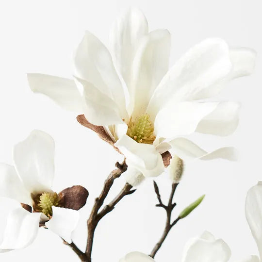 Magnolia Japanese Spray White 55cm - Pack of 12
