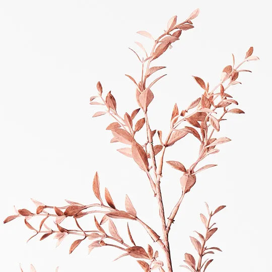 Ruscus Spray Dusty Pink 73cm - Pack of 12