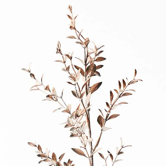 Ruscus Spray Husk 73cm - Pack of 12