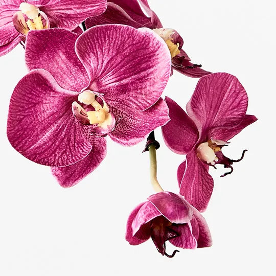 Orchid Phalaenopsis Infused Mini Fuschia 51cm Set of 12